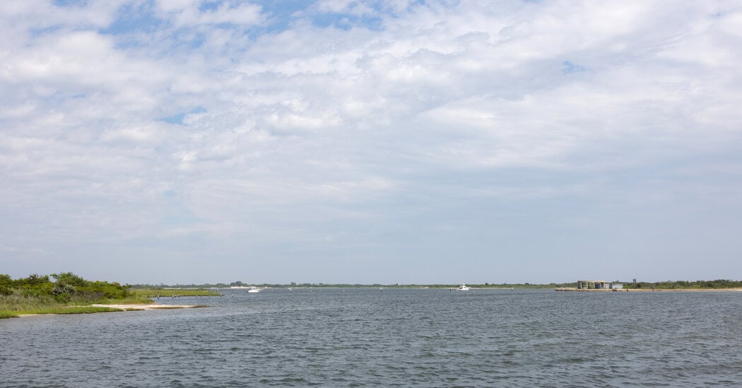 Featured image for Woman Likely Bitten by Shark at Jones Beach, Officials Confirm