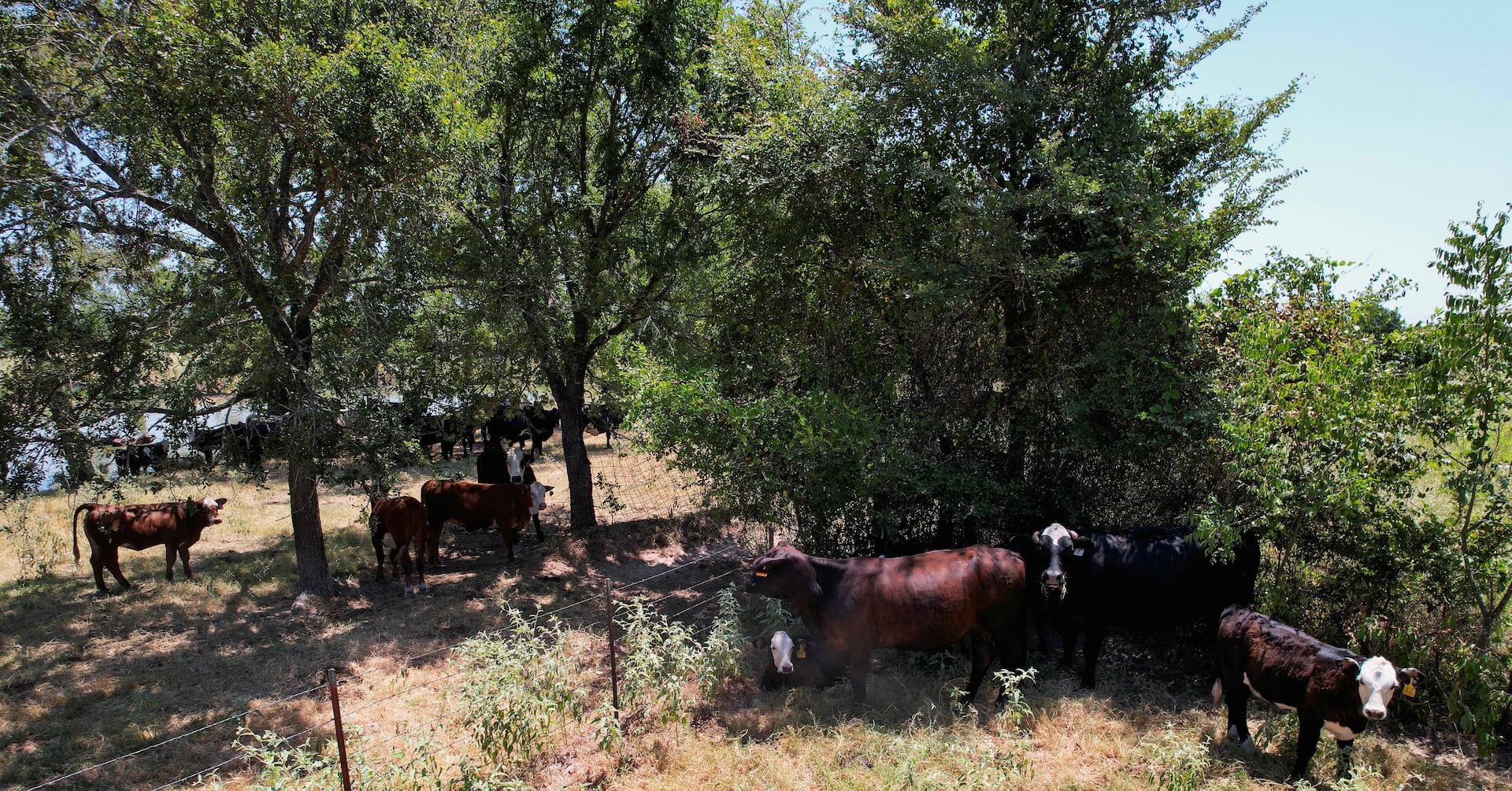 Featured image for "Rapid Spread: Bird Flu Outbreak Hits U.S. Dairy Cows and Poultry"
