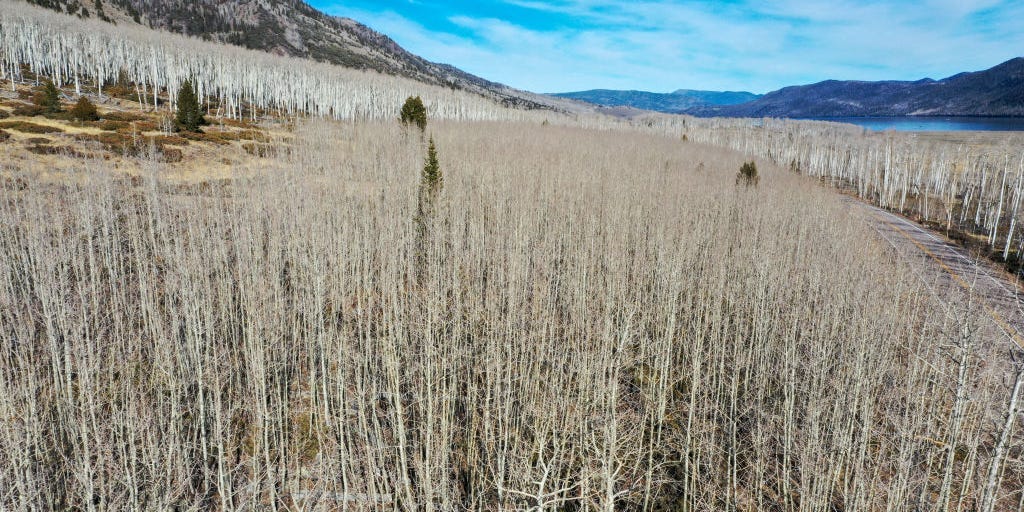 Featured image for "Listening to the Secrets of Pando's Roots: Hydrophone Recordings"