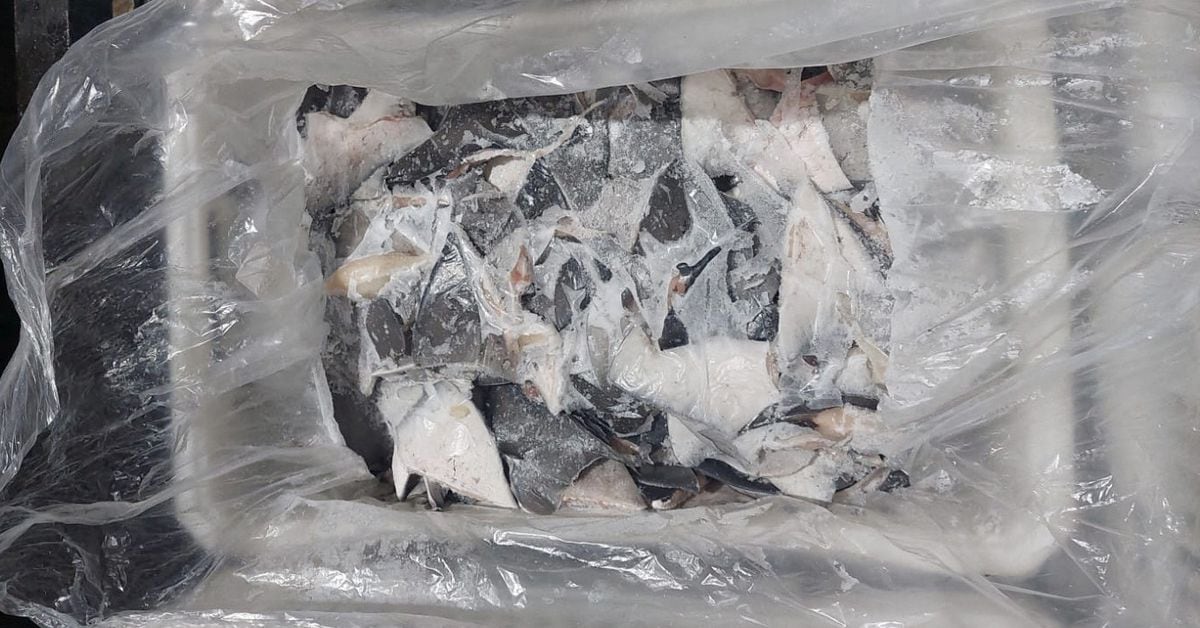 Featured image for Brazil Makes Record Seizure of Illegal Shark Fins.