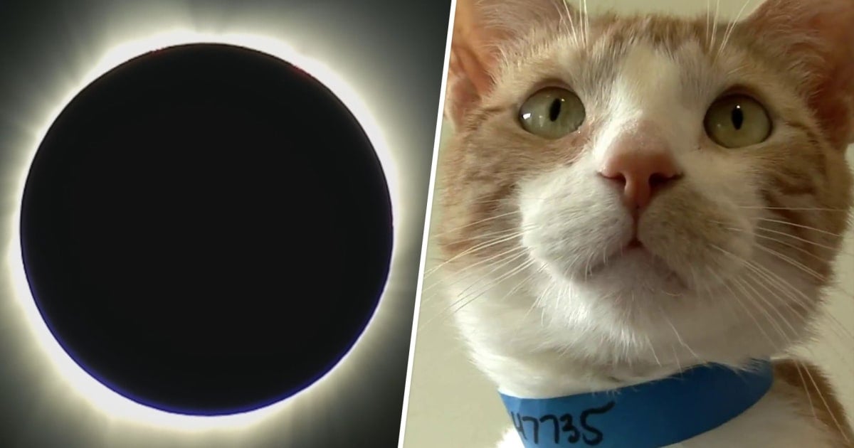 Featured image for "Essential Tips for Safeguarding Your Eyes During a Solar Eclipse"