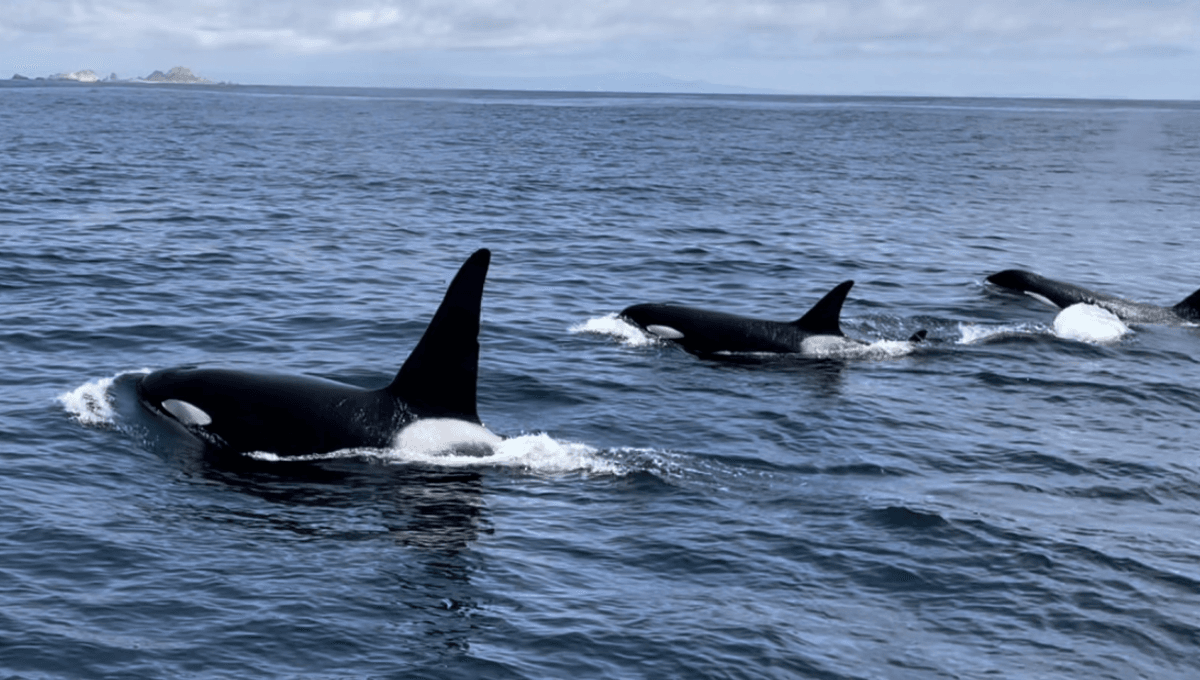 Featured image for Orcas Devour Liver of World's Largest Shark in Shocking Video