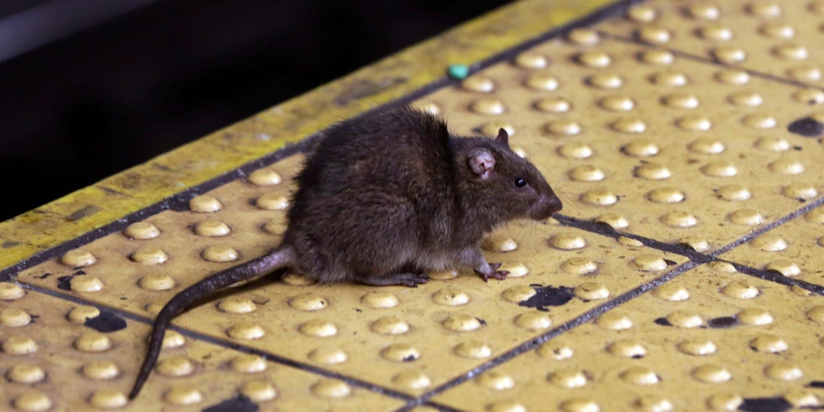 Featured image for NYC's Temporary Rat-Killing Success Fails to Address Ongoing Problem