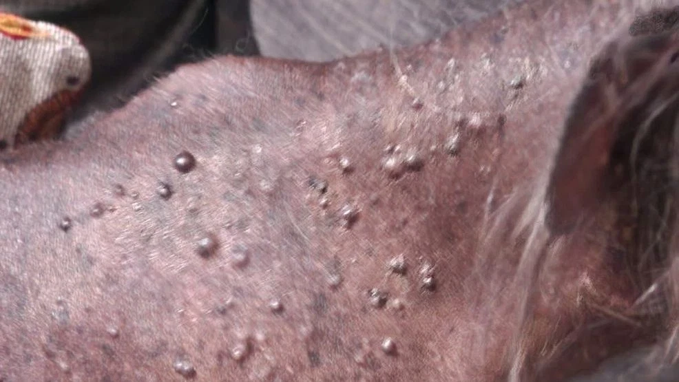 Featured image for 27 Dogs Rescued and Recovering in Columbus Hoarding Case