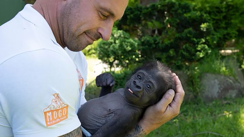 Featured image for Baby gorilla saved by zookeeper finds new adoptive mom and reunites with primate family