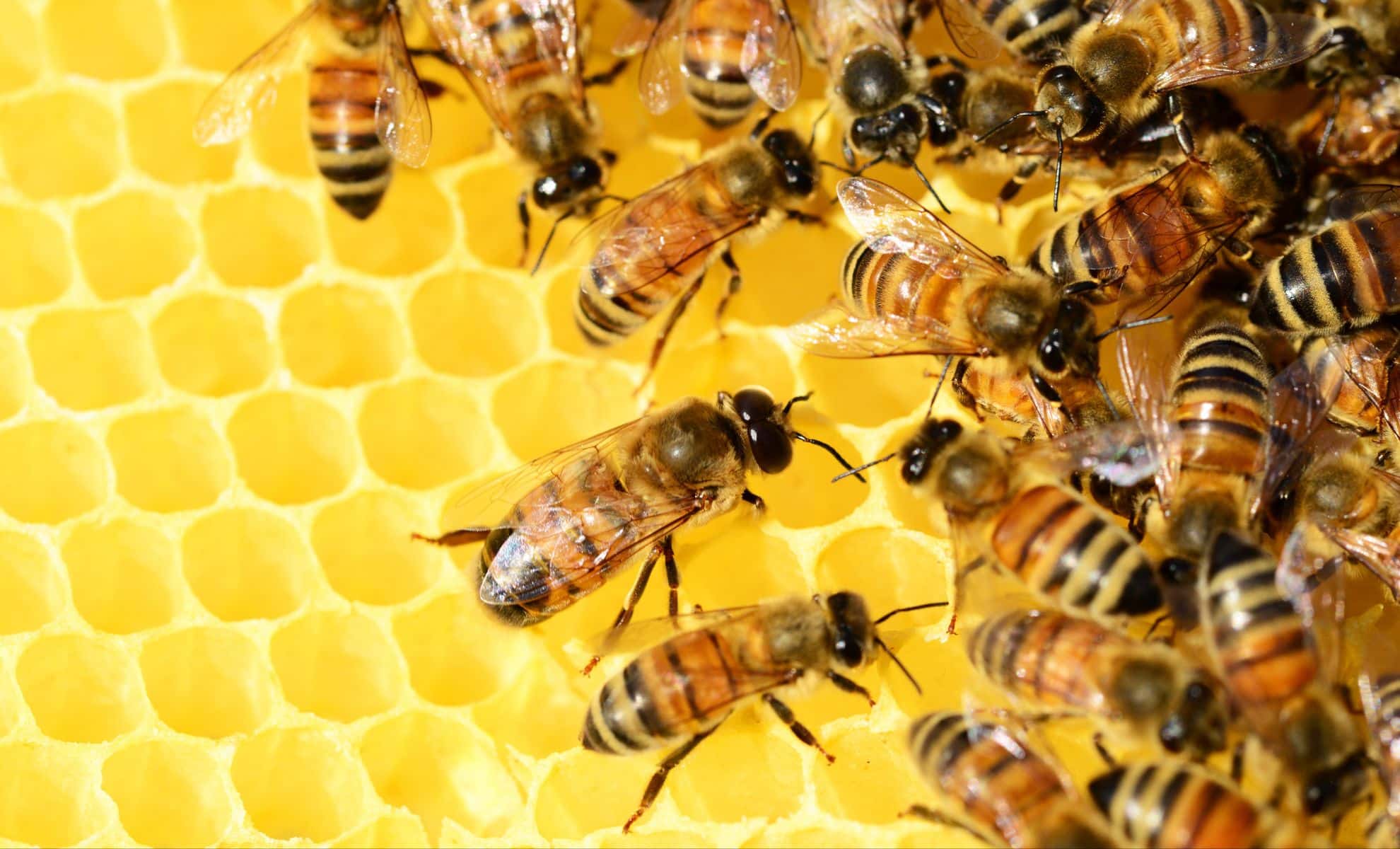 Featured image for Innovative Superfood and Probiotics Boost Honeybee Survival