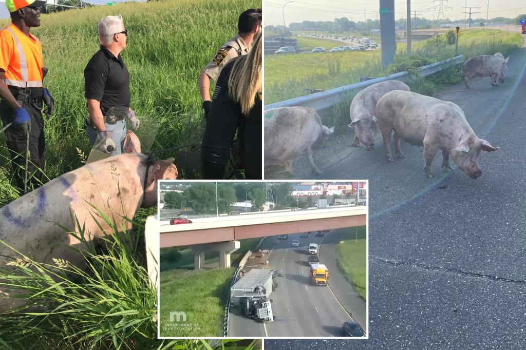 Featured image for Pigs cause chaos on Minnesota highway after truck accident.