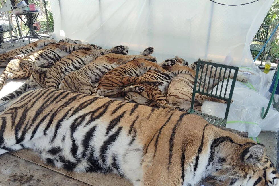 Thai tiger deaths linked to canine distemper, not bird flu