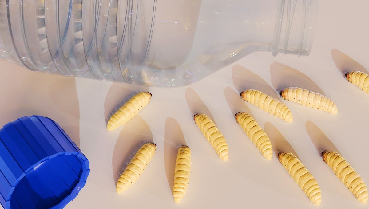 Featured image for Plastic-Eating Caterpillars Turn Trash Into Body Fat