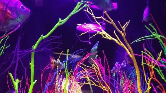 Featured image for "Concert Cancellations Linked to Performer's Support for Israel Spark Controversy"