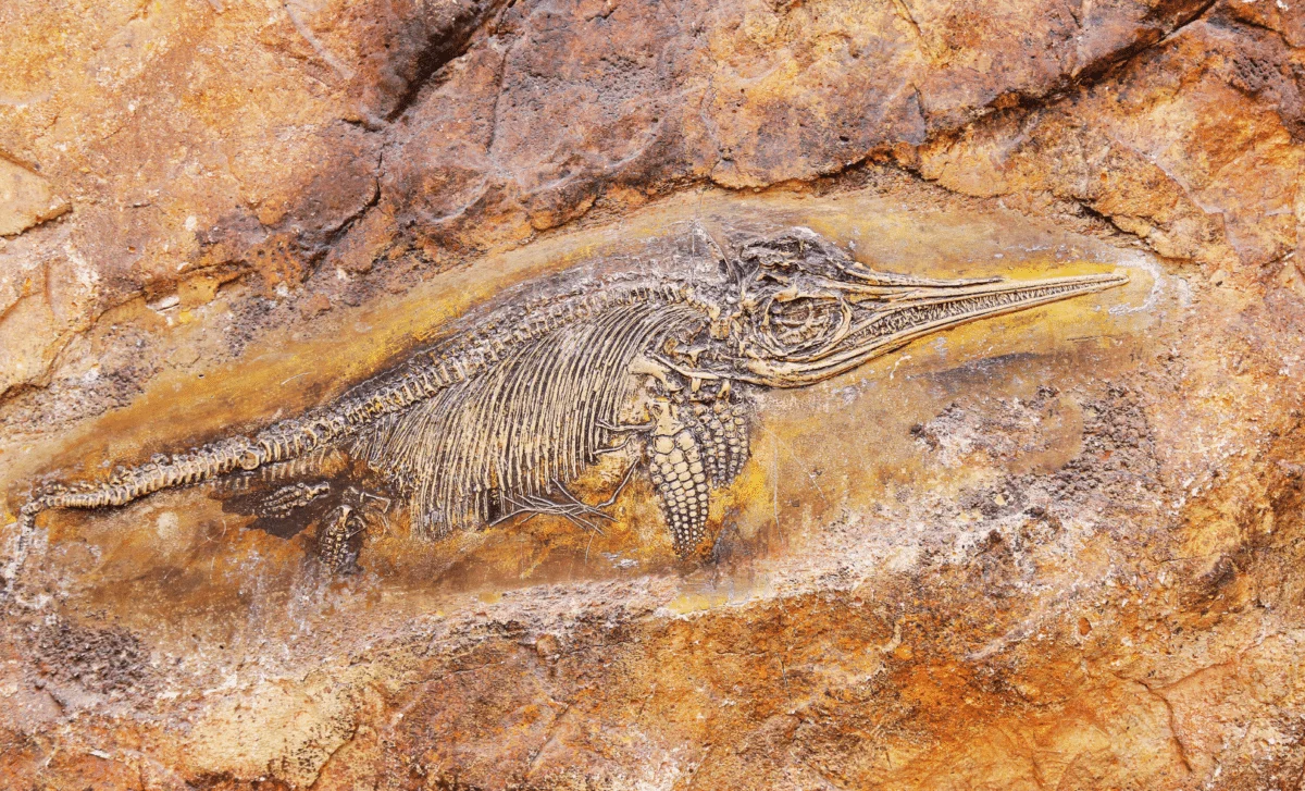 11-Year-Old’s Somerset Find Unveils 82-Foot Triassic Sea Monster