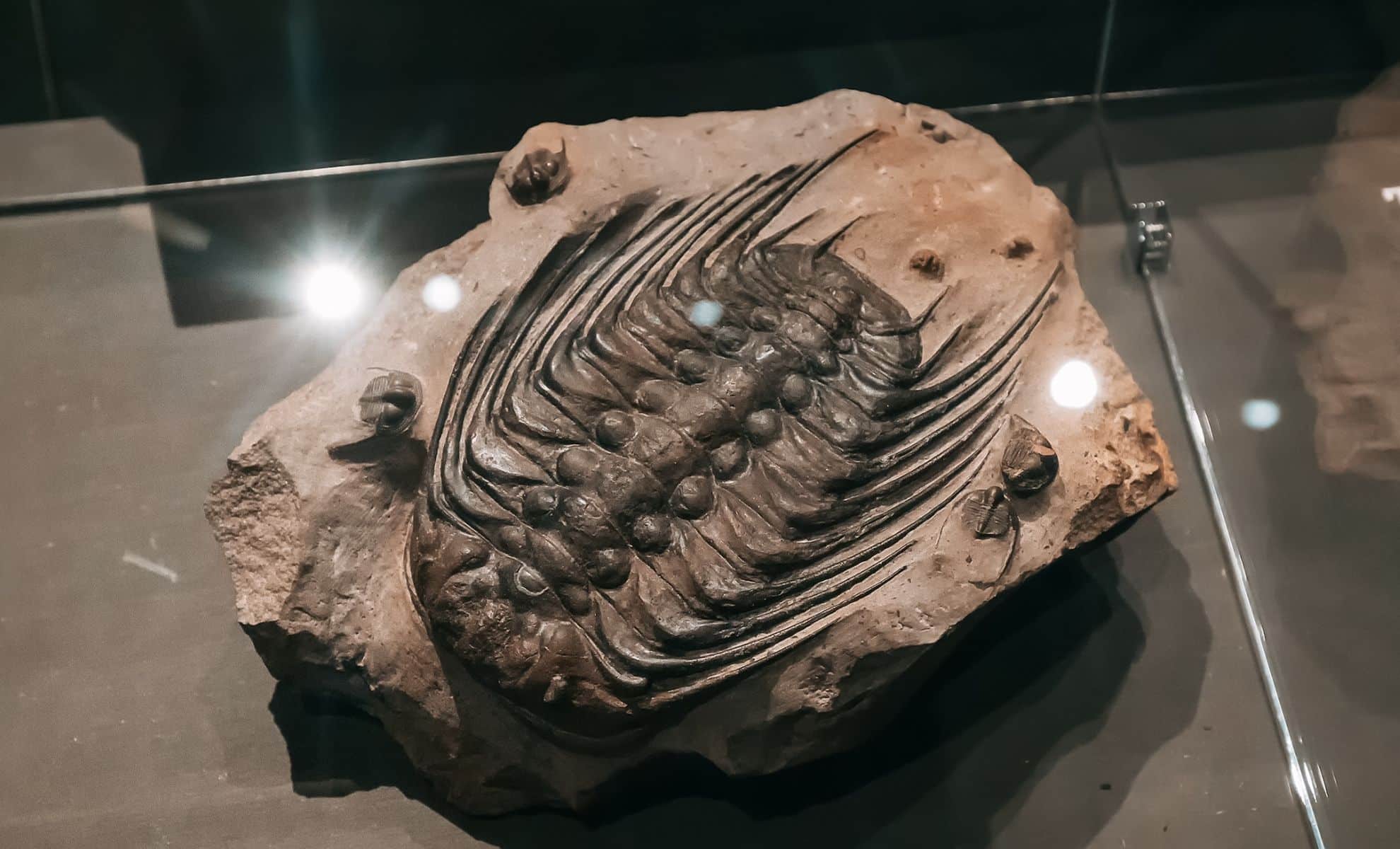 Featured image for Revised Timeline: Cambrian Explosion Occurred 15 Million Years Earlier