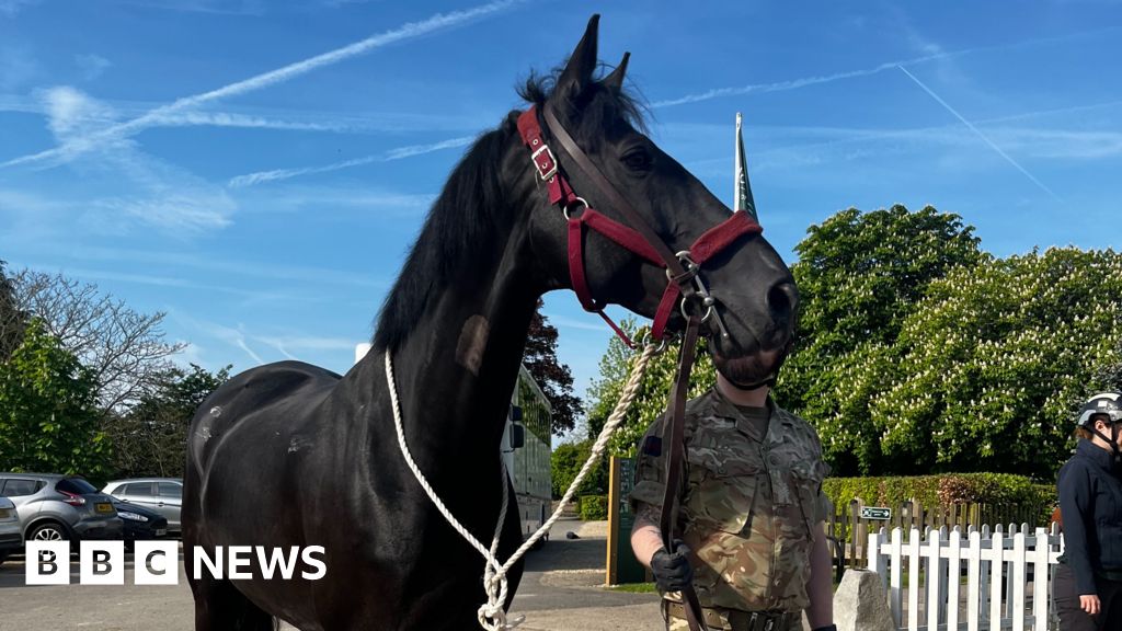 Featured image for Injured Cavalry Horses Make Remarkable Recovery for King's Parade