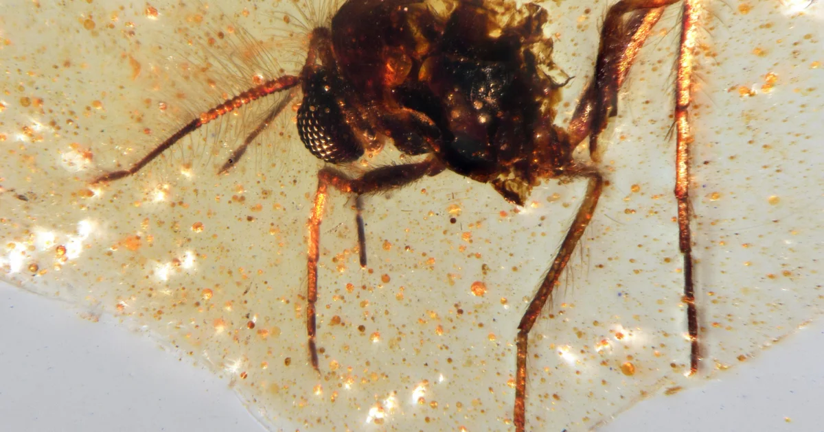 Featured image for 112-Million-Year-Old Amber Unveils Ancient Ecosystem and Insect Diversity