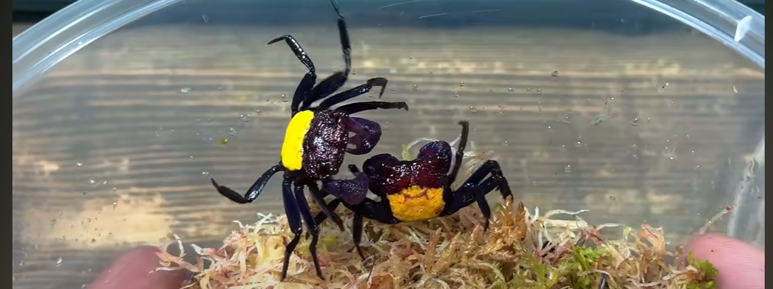 Featured image for "Designer Crafts Serene Paradise for Vampire Crabs in Perfect Home"