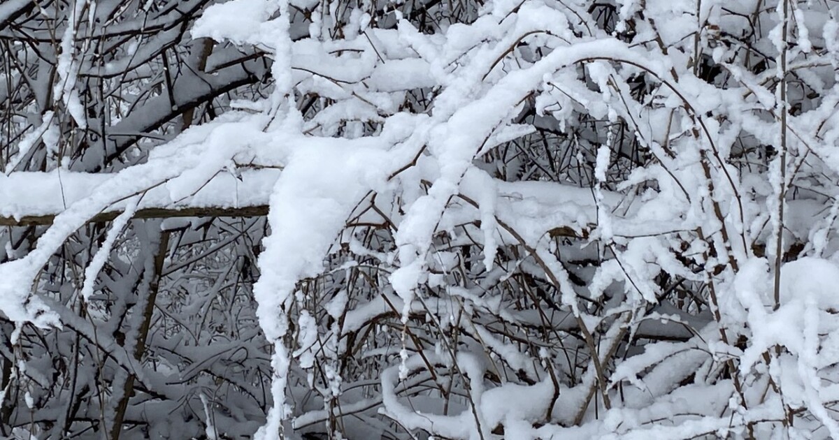 Featured image for Tuesday Snowstorm Prompts School Closures and Delays