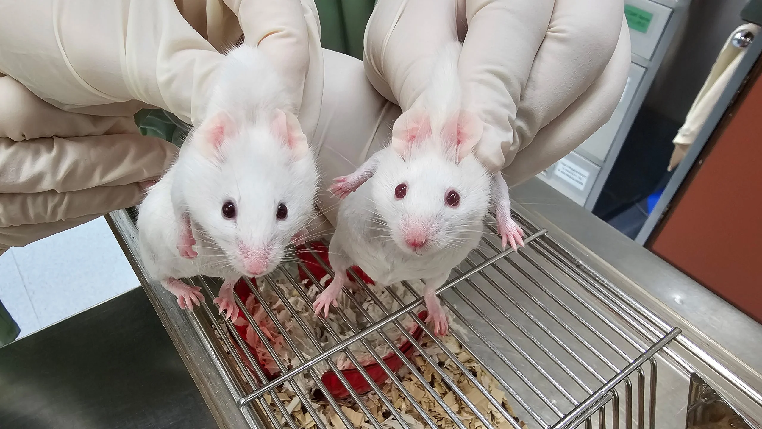 Ancient Gene Revives Mouse from Pre-Animal Origins