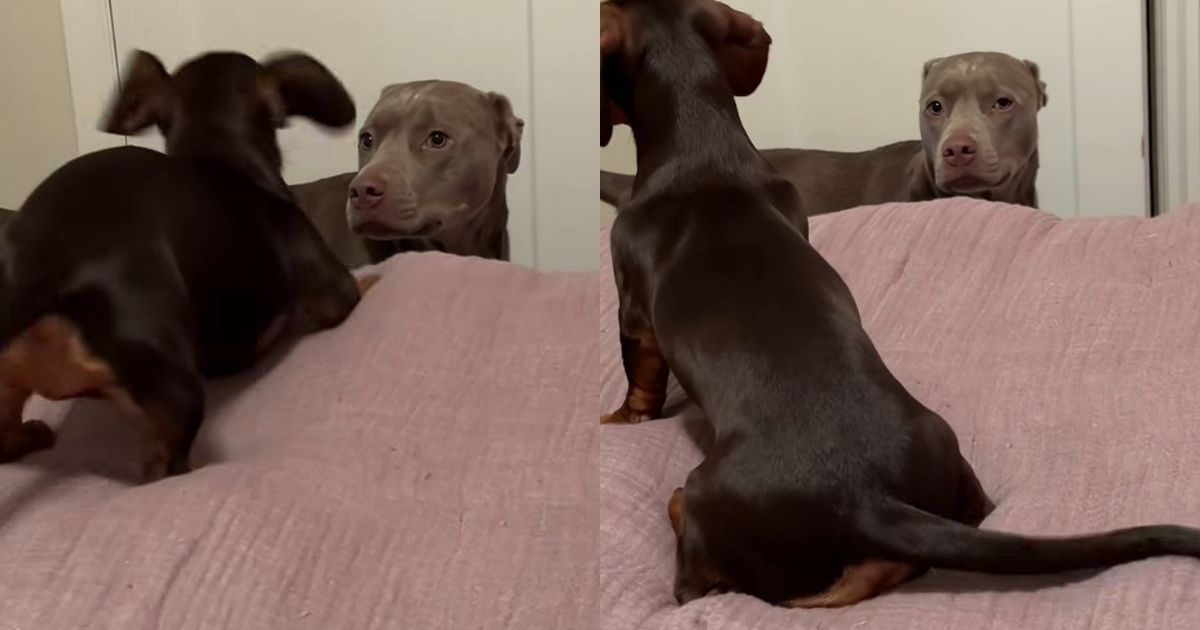 Featured image for Dog Shows Clear Disapproval of Furry Sibling's Antics