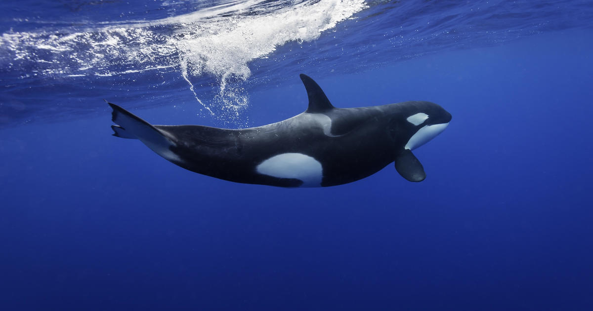 Featured image for New Zealand Man Fined $600 for Attempting to Body Slam Orca