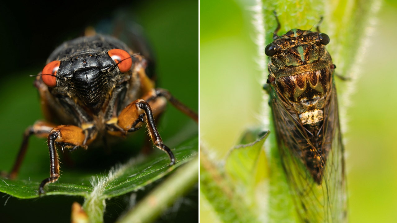 Featured image for "Unprecedented 2024 Cicada Emergence: A Once-in-221-Years Event"