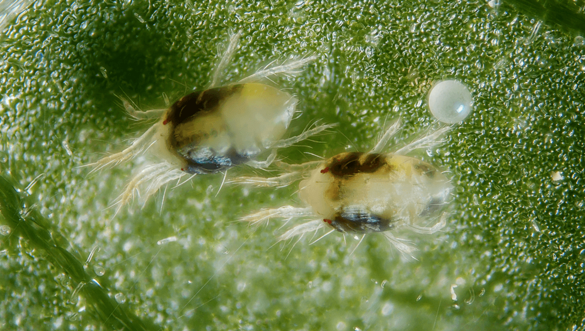 Featured image for "Spider Mites Accelerate Mating Process Through Skin Suit Assistance"