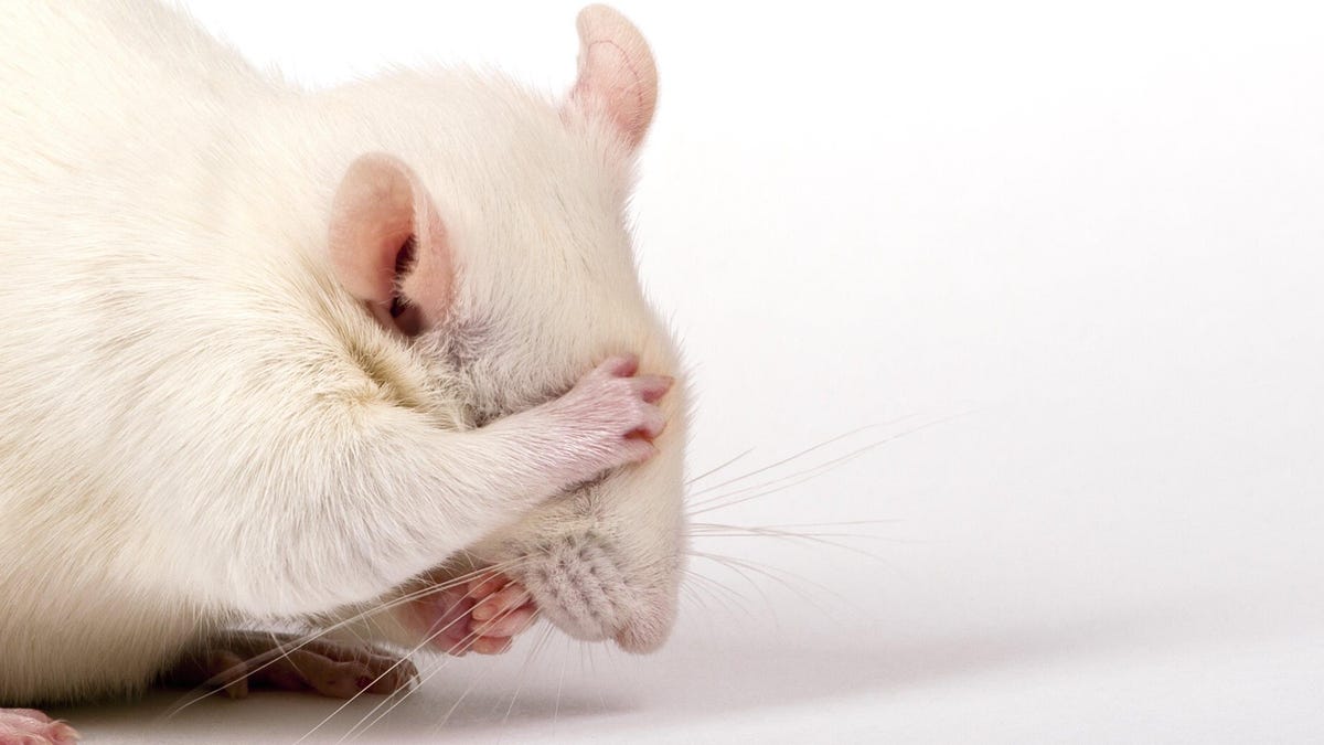 Featured image for Genetically Modified Probiotic Prevents Hangovers in Mice