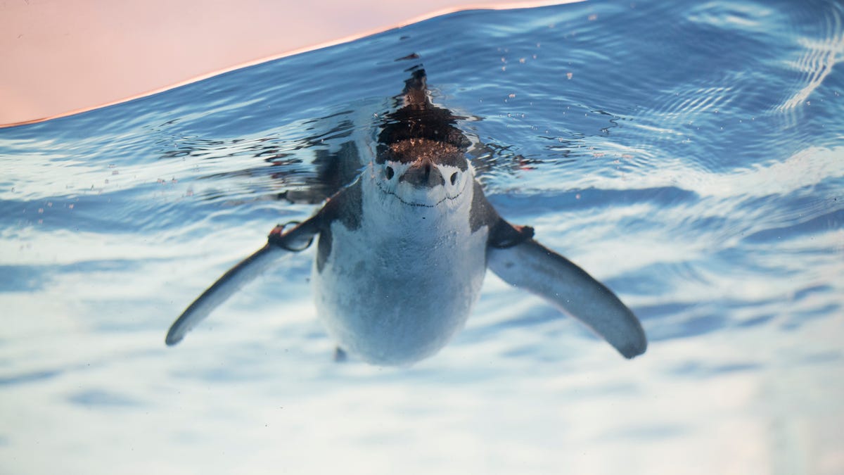 Featured image for Linux Kernel Support Faces Major Cutbacks as Maintenance Struggles Persist