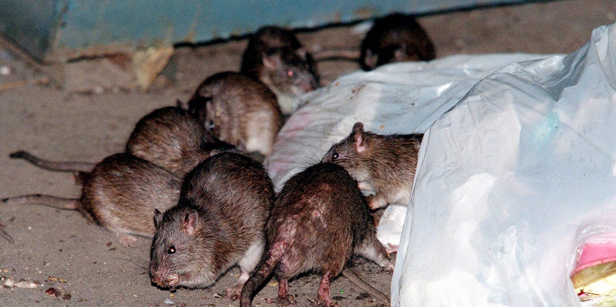 The Growing Rat Problem and COVID-19 Risk in New York City.