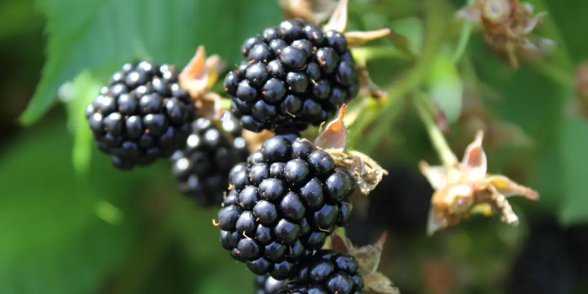 Apple Faces Its 'BlackBerry Moment'