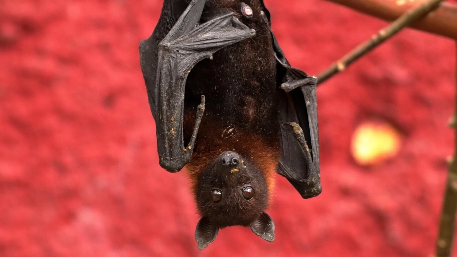Woman's Vacation Turns Costly After Bat Flies Into Her Mouth
