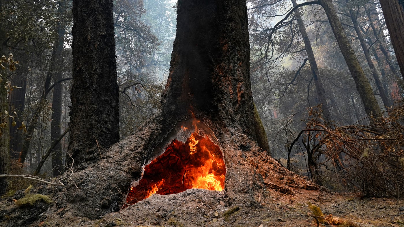 Featured image for U.S. to implement climate protections for old-growth forests.