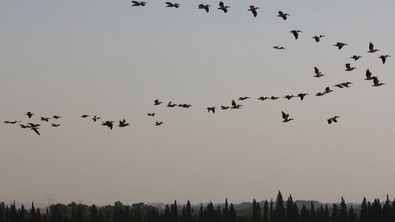 Washington Grant County Cat Dies From Bird Flu, Prompting Pet-Safety Warnings