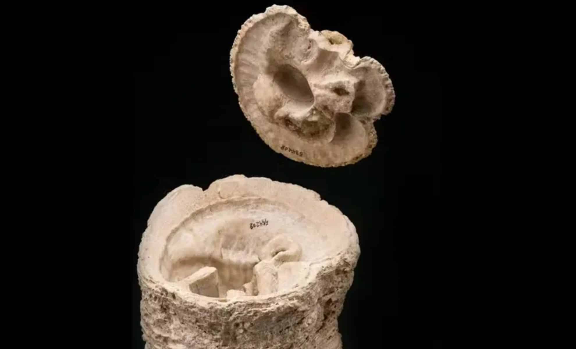 Featured image for Asteroid Impact Triggered Dinosaur Extinction and Ocean Revival