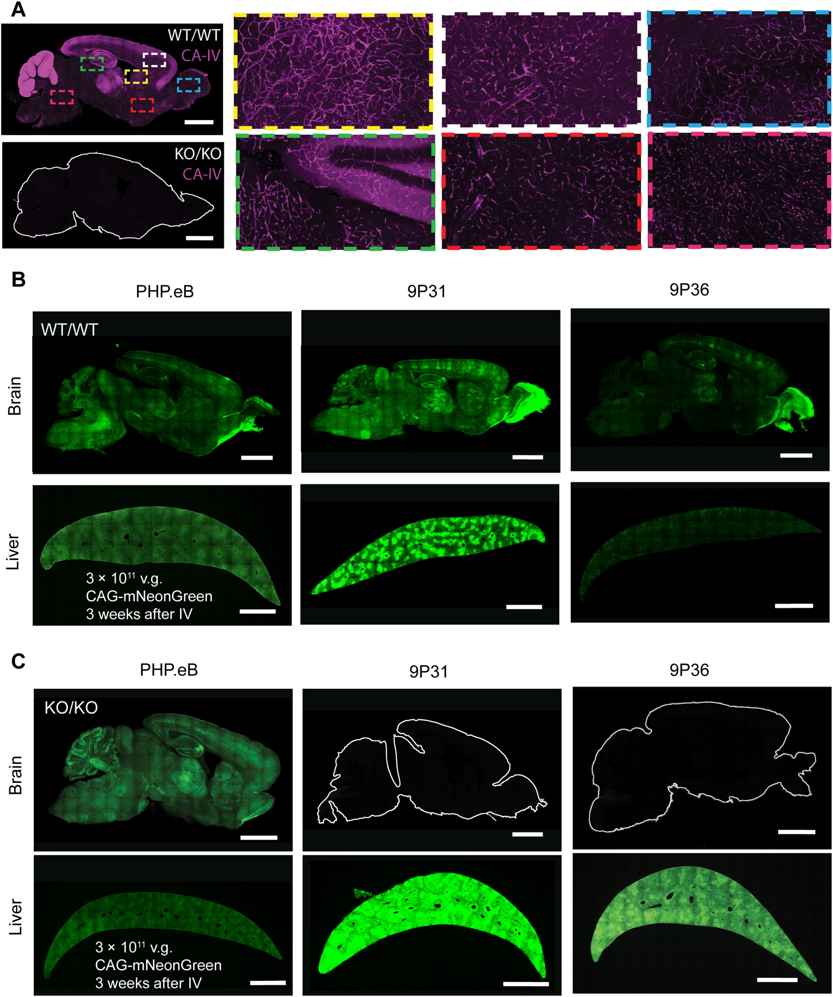Featured image for Revolutionary breakthrough in blood-brain barrier crossing.