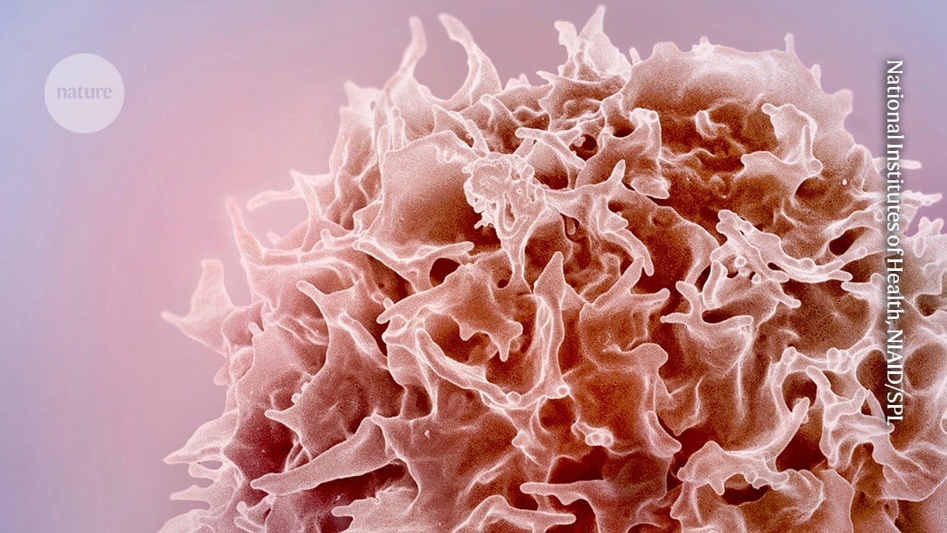 Featured image for mRNA and Liver Reprogramming Revitalize Aging Immune Systems