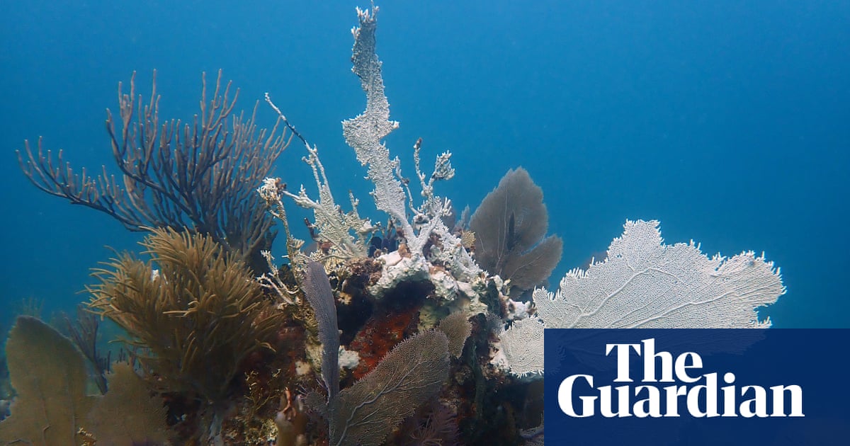 Featured image for "Race Against Extinction: Florida's Battle to Save Coral from Climate Change"