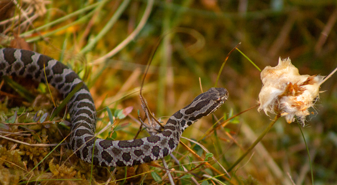 Featured image for Inbreeding Threatens Michigan's Rare Eastern Massasauga Rattlesnakes