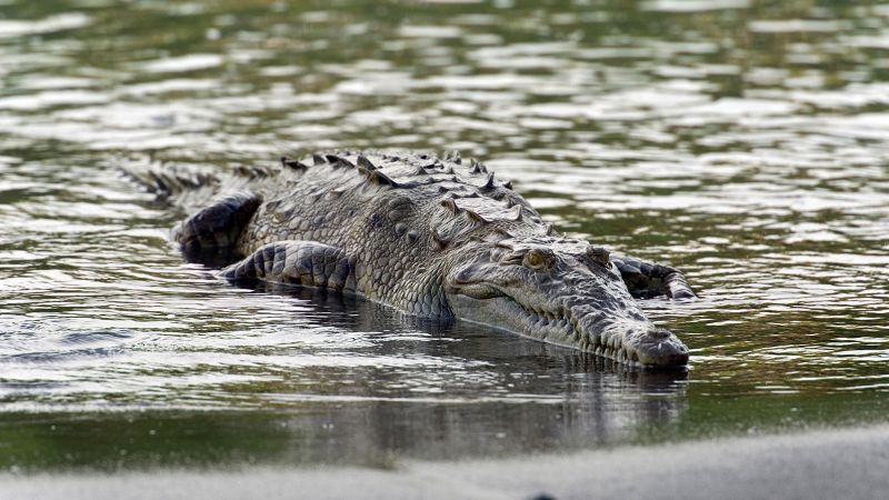 "Groundbreaking Discovery: Crocodile Has Virgin Birth After 16 Years in Isolation"