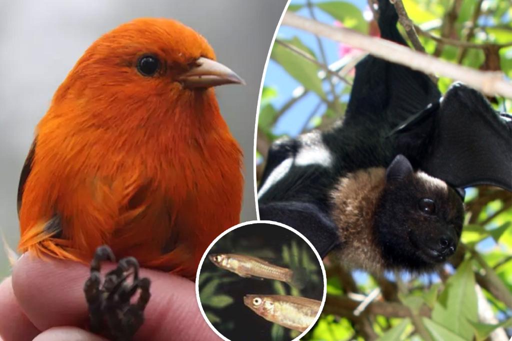 Featured image for "US Sounds Alarm as 21 Endangered Species Vanish: A Wake-Up Call"