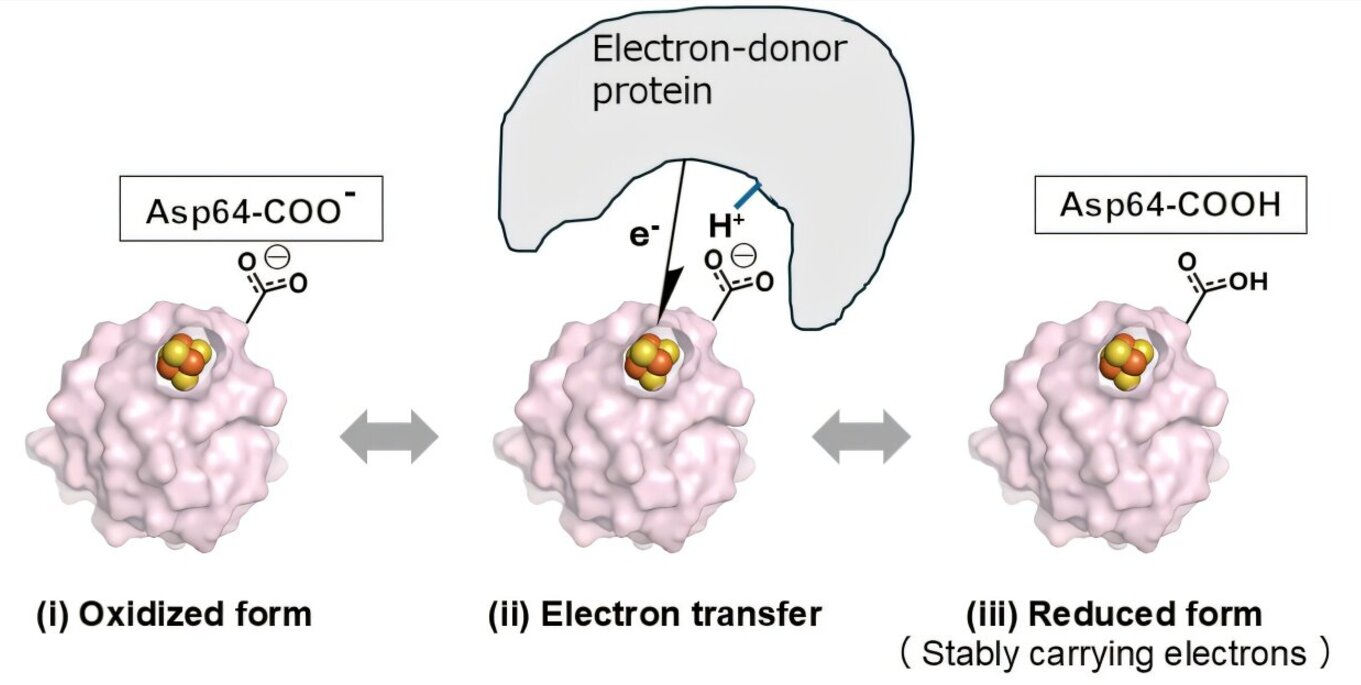 Single Hydrogen Atom Acts as Nano-Switch in Living Organisms