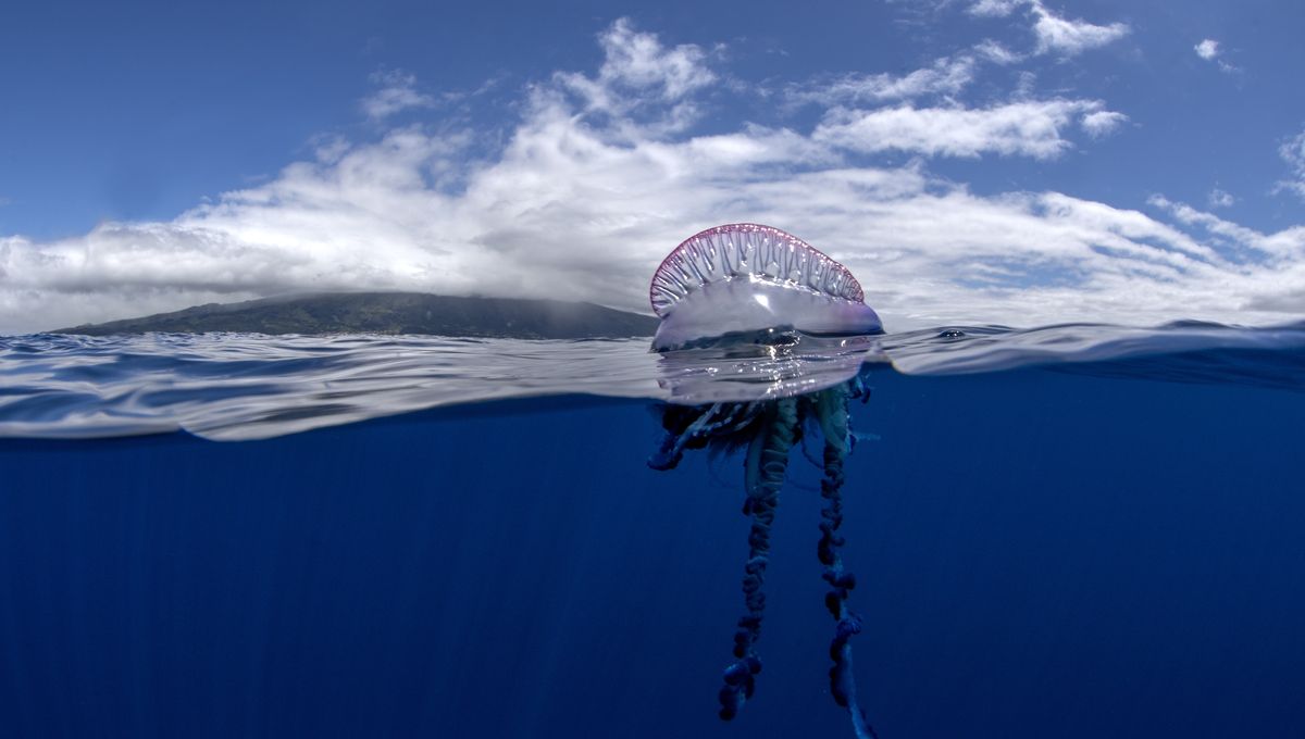 Featured image for New DNA Research Reveals Four Distinct Portuguese Man O' War Species