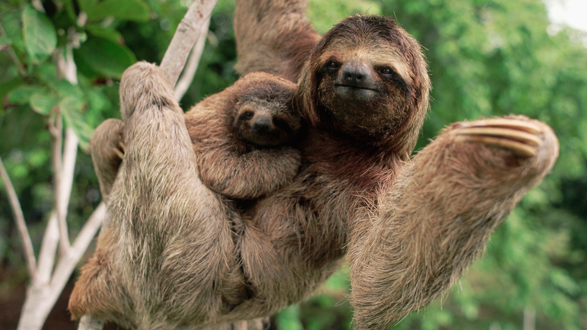 Featured image for Identifying the Slowest Animal on Earth