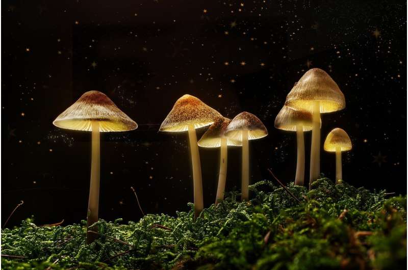 Featured image for Mushrooms Evolved Psychedelics Twice, Study Finds