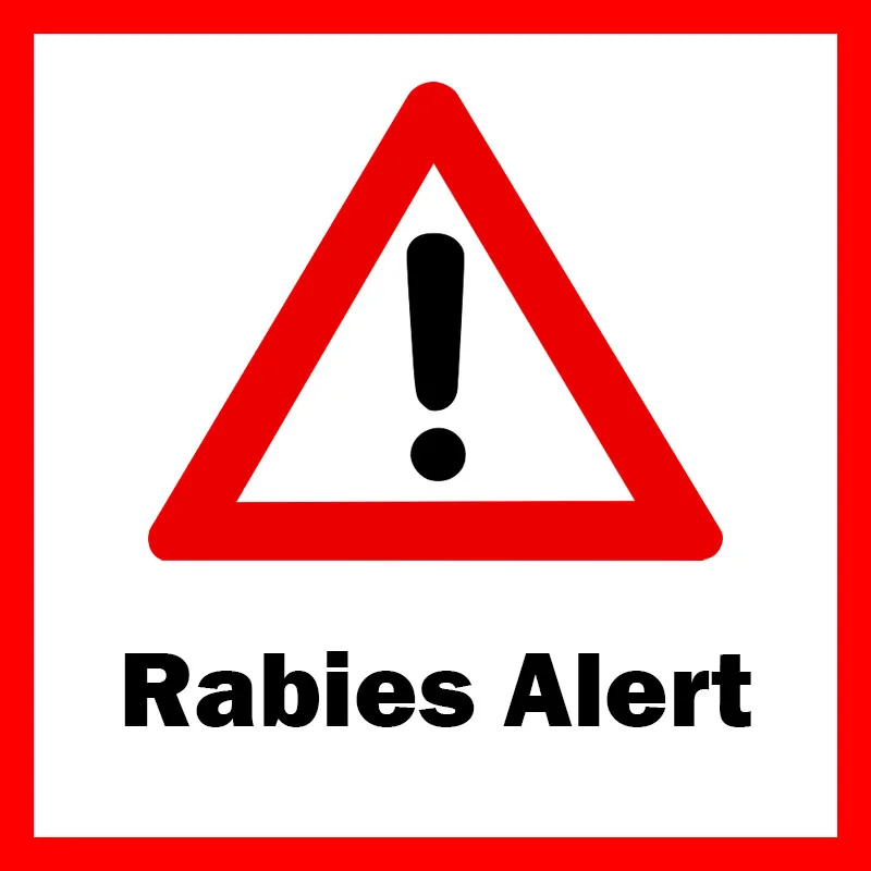 Rabies-Positive Bat Found in Midtown Savannah and San Juan County