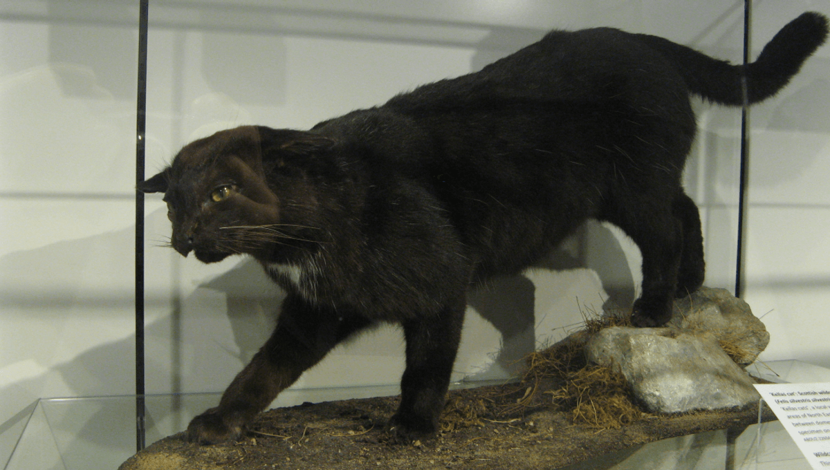 Featured image for Kellas Cat: The Cryptid That Turned Out to Be Real