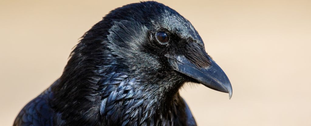 Featured image for Crows Exhibit Counting Skills Comparable to Toddlers, Study Finds