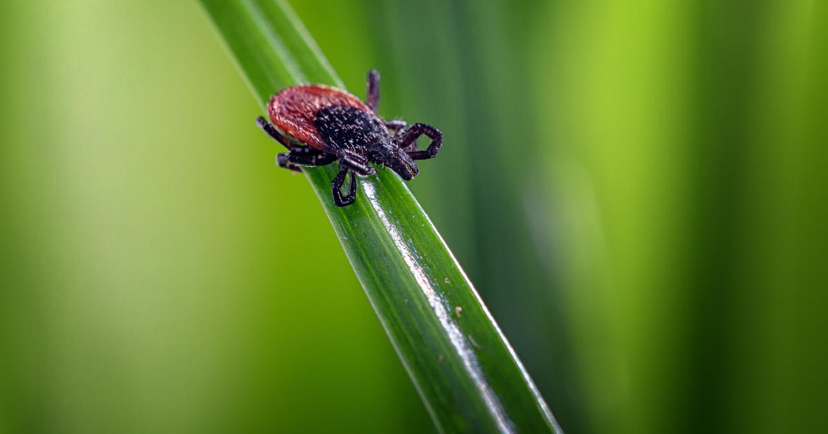 Maine reports first Powassan virus death of the year, raising awareness.