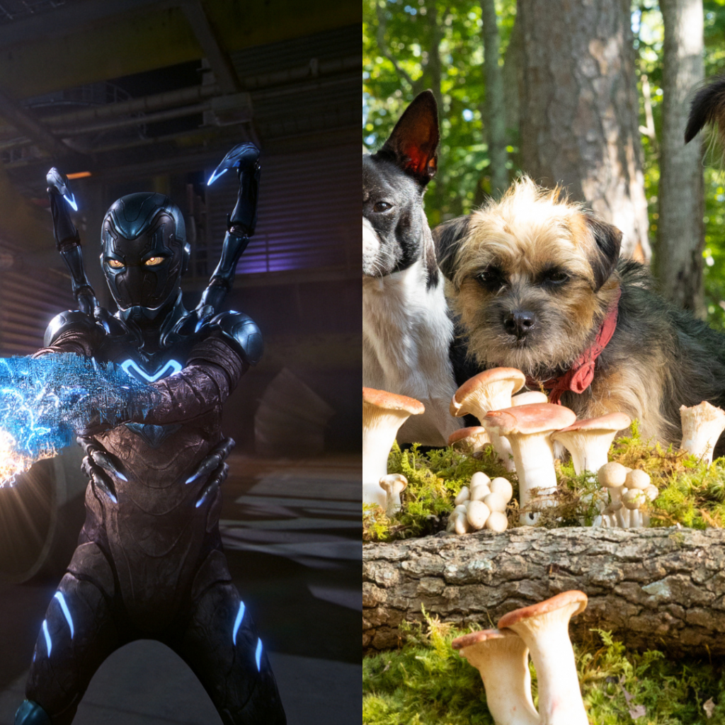 Battle of the Box Office: BLUE BEETLE vs. STRAYS vs. BARBIE vs. OPPENHEIMER