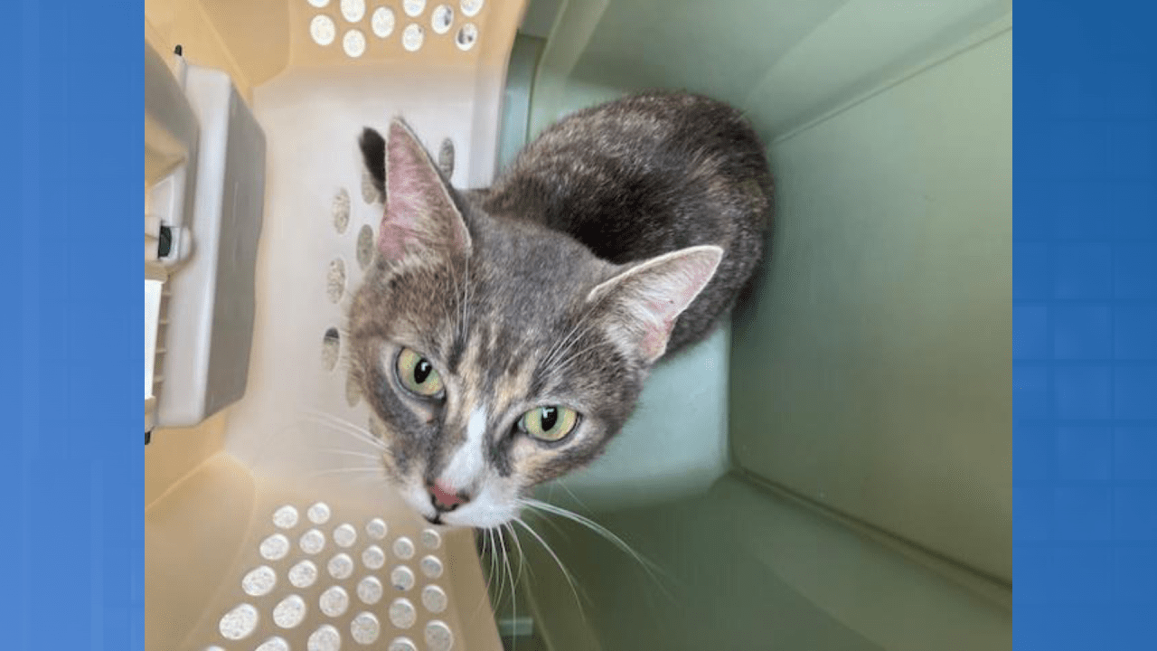 Featured image for Rabid Cat Sparks Health Warning in Loudoun County Shopping Center