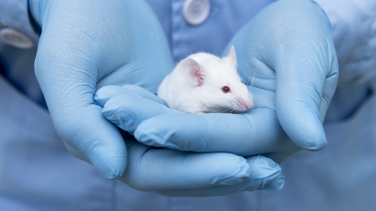 Featured image for Unlicensed California Lab Found with 20 Infectious Agents, CDC Reports